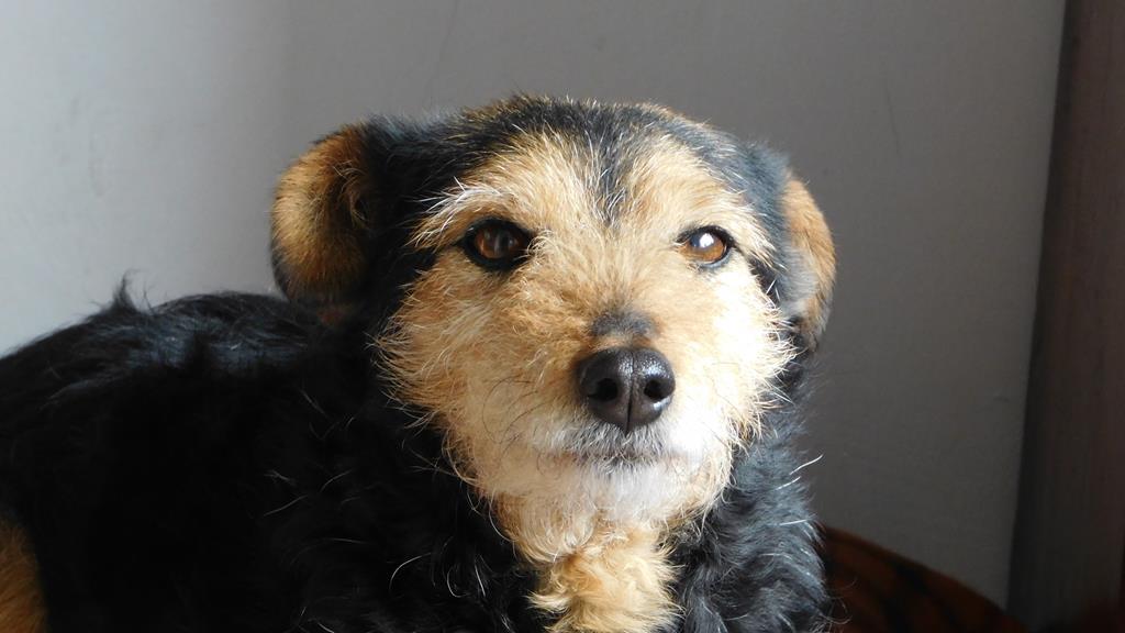 pies sylwester fajerwerki - Franciszek Walerych - Radio Poznań