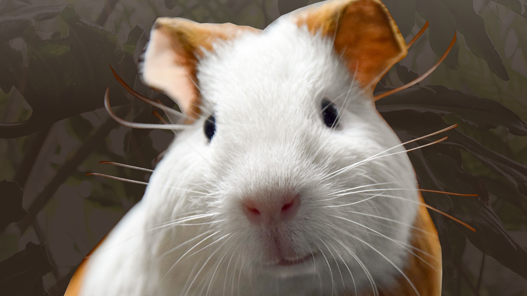 małe ssaki poznań palmiarnia wystawa chomik -  Palmiarnia Poznańska