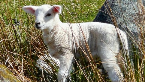 jagnie - Polskie Radio