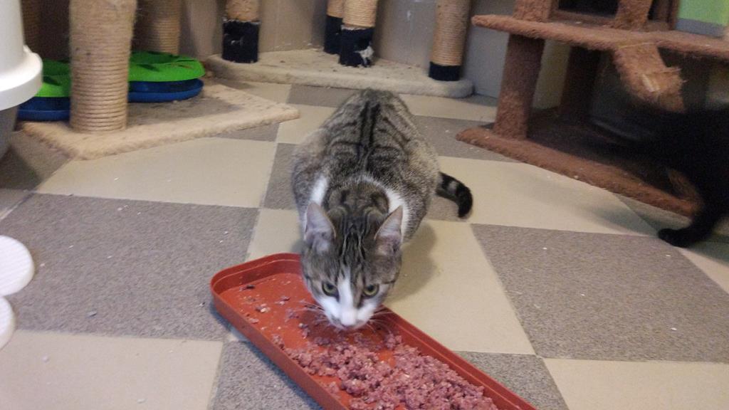 kot szpital piła - Przemysław Stochaj - Radio Poznań