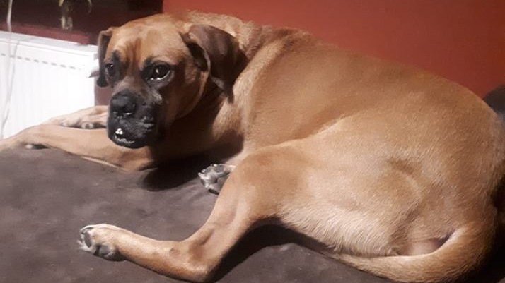 pies fafel leszno - Facebook