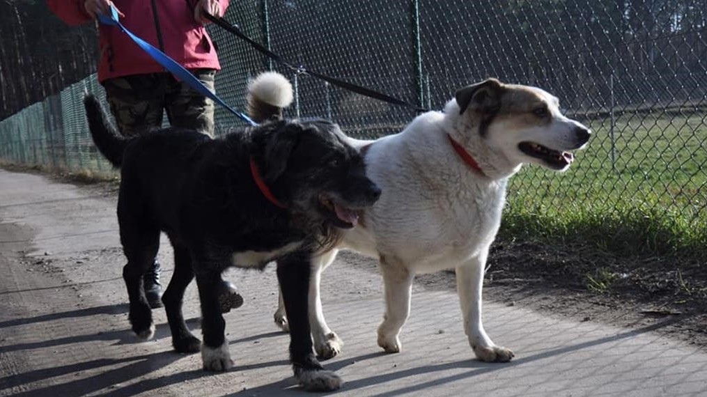 psy spacer schronisko piła - Facebook Pilskie Schronisko dla Zwierząt "Miluszków" 