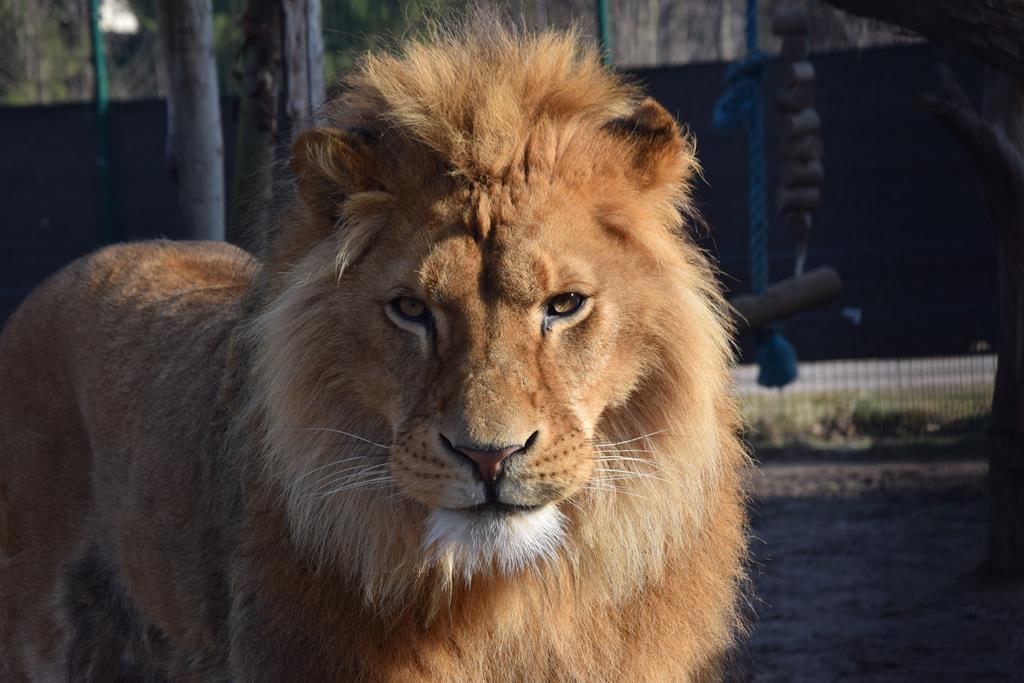 lew leoś zoo poznań - ZOO Poznań