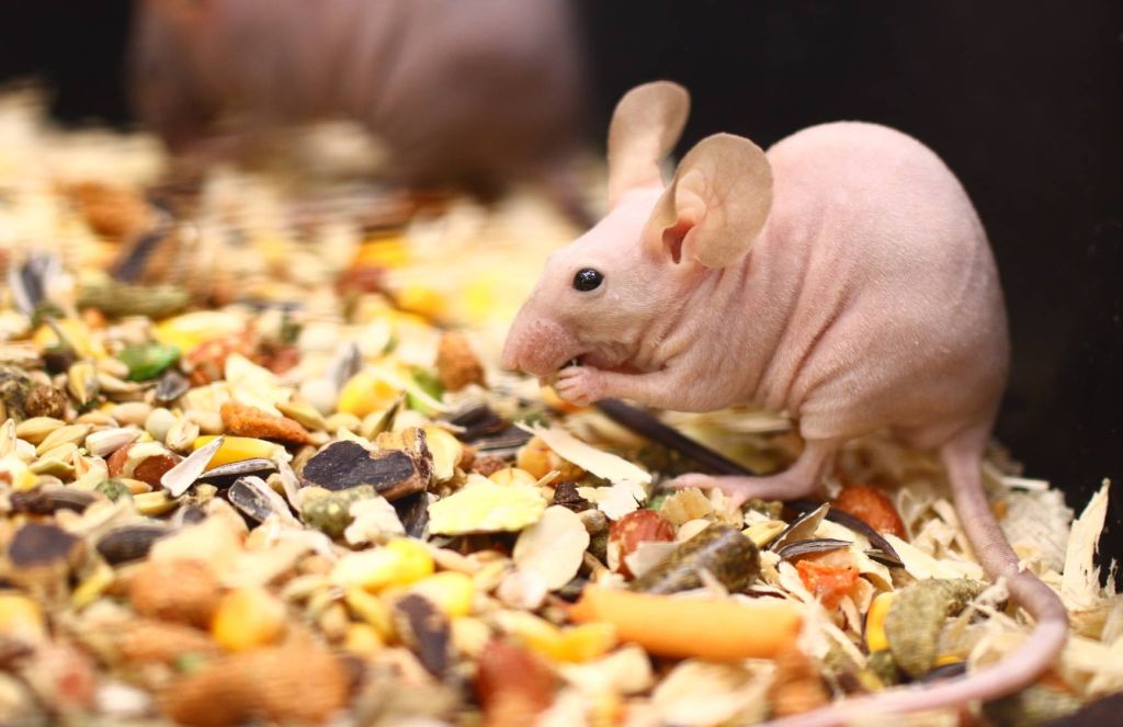 mysz rasowa palmiarnia - https://www.facebook.com/PalmiarniaPoznanska