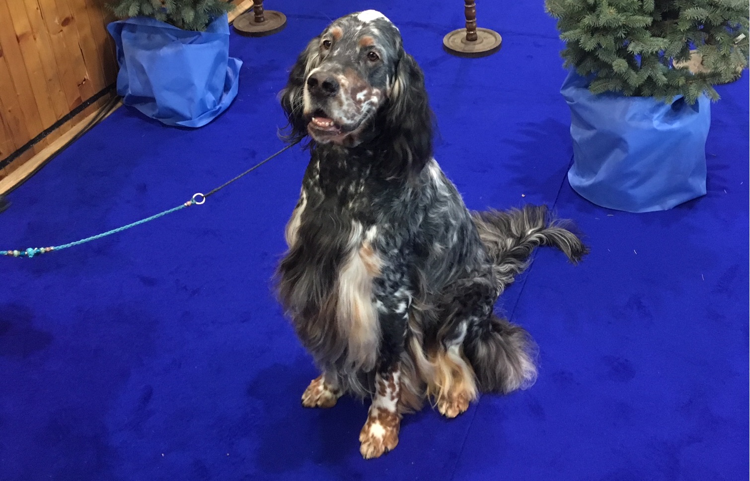 wystawa psy championy leszno - Jacek Marciniak