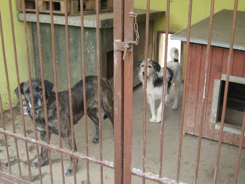 Schronisko dla zwierząt w Poznaniu - Anna Skoczek