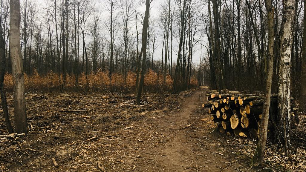 wycinka lasek marceliński - Adam Michalkiewicz