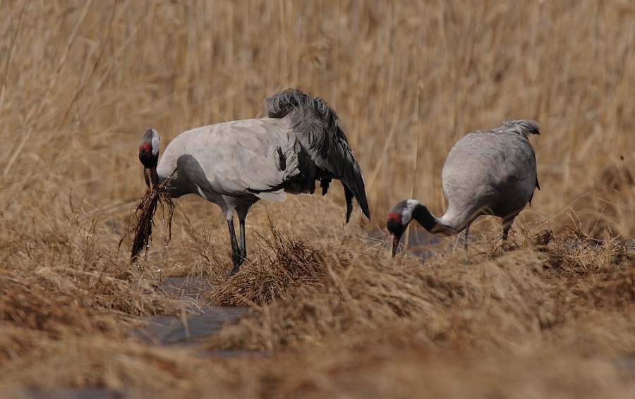 żurawie gniazdo - Piotr Dziełakowski
