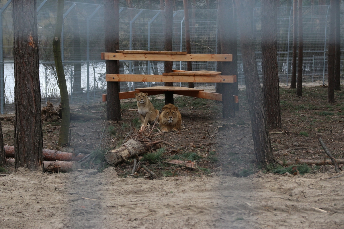 lwiarnia zoo poznań lwy - Kacper Witt