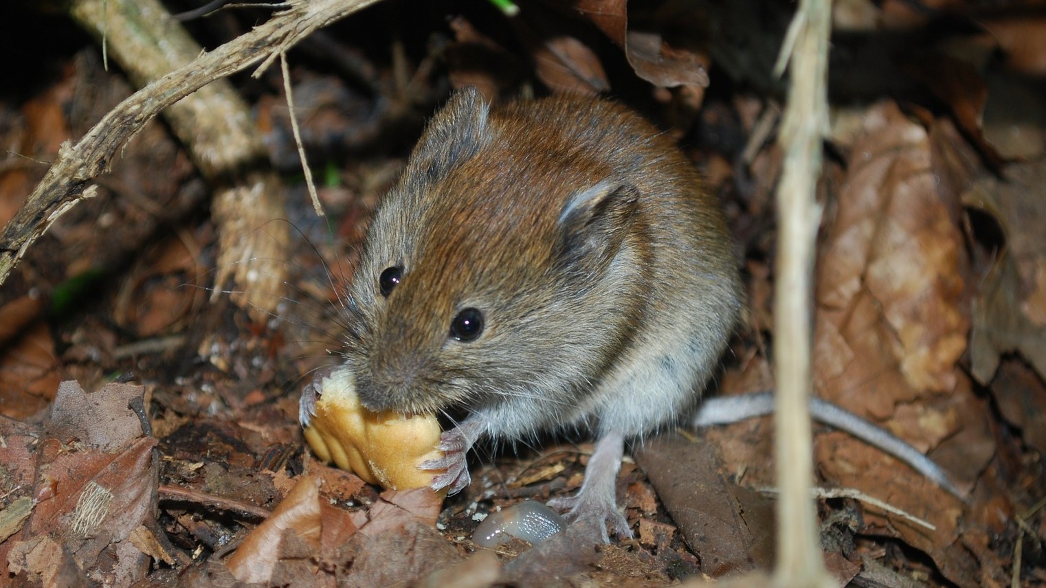 mysz - pixabay/Gaertringen