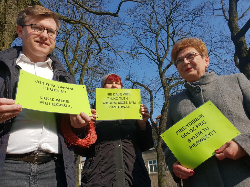 akcja wycinki drzew stare miasto - Michał Jędrkowiak