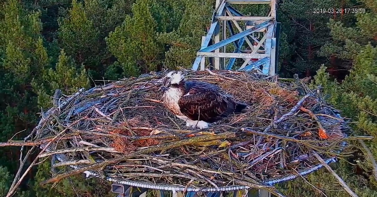 rybołowy złotów - Youtube:  Echa Leśne