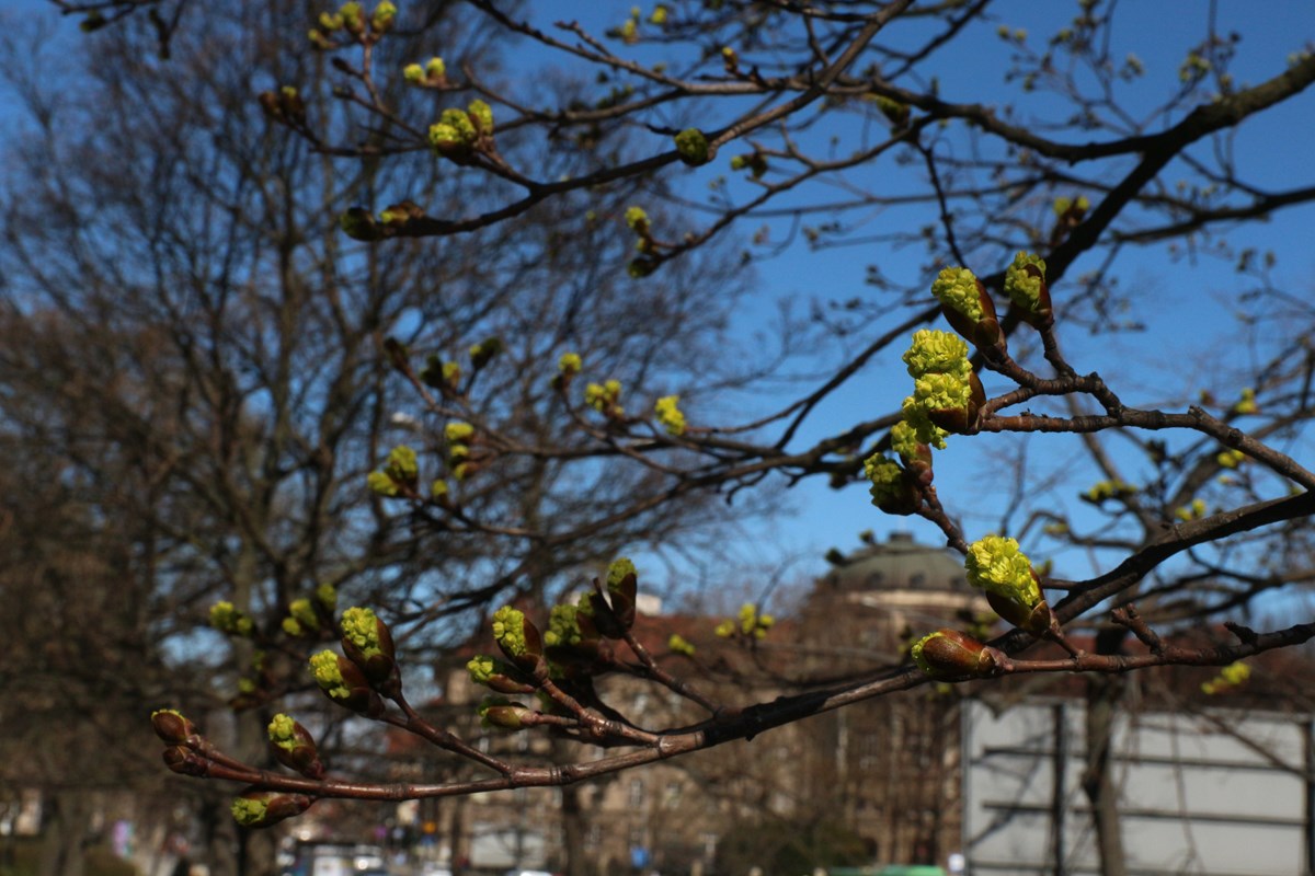 wiosna pąki drzewa - Kacper Witt - Radio Poznań