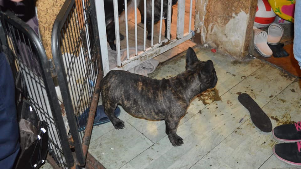 hotel dla psów - Przemysław Stochaj