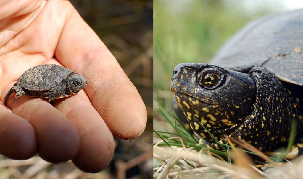 żółw błotny - Salamandra