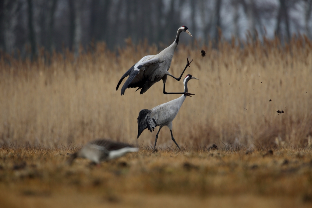 żuraw w lesie włoszakowice - zurawwlesie.pl