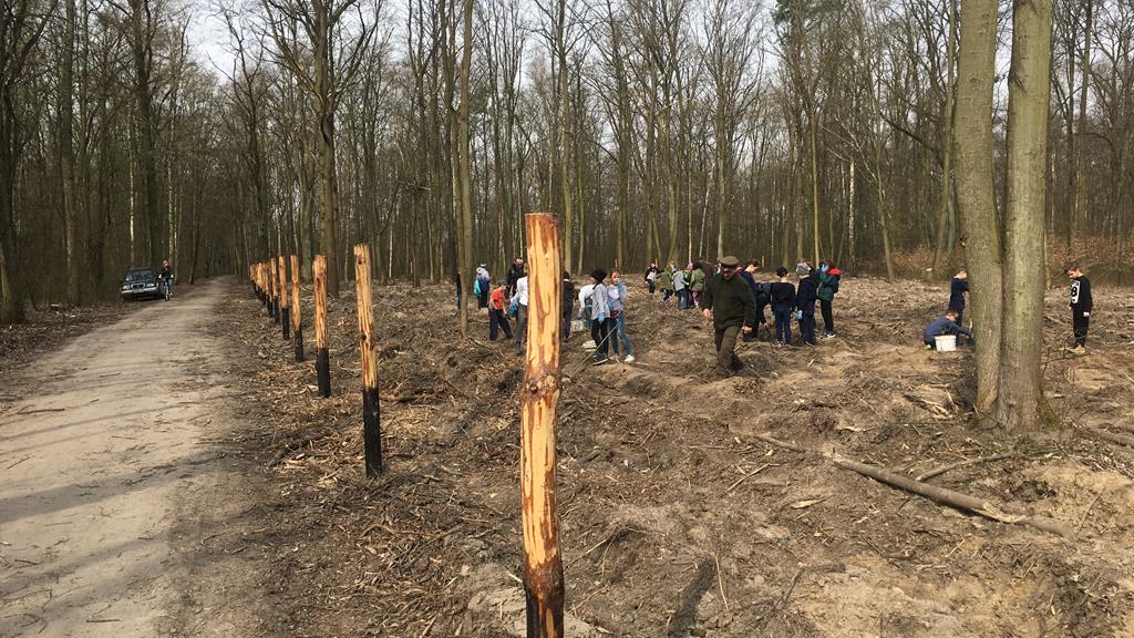 las marceliński sadzenie drzew - Adam Michalkiewicz