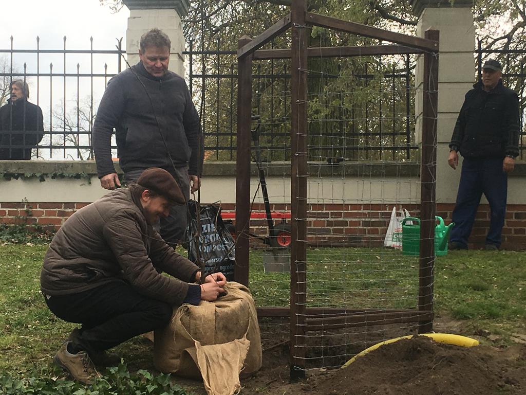 sklonowany dąb rogalin - Rafał Regulski