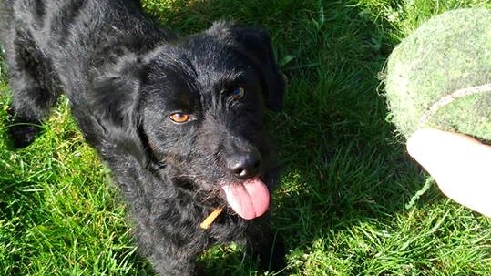 max pies osp białośliwie - OSP Białośliwie