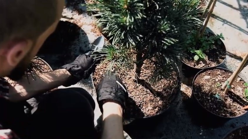 sadzenie drzewa drzewek - www.lasy.gov.pl