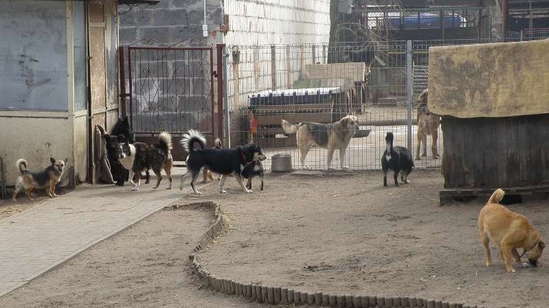 Schronisko Konin - www.dlaschroniska.pl