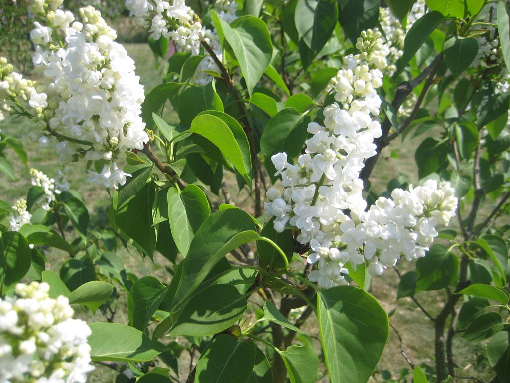 lilaki bzy kórnik - Rafał Regulski