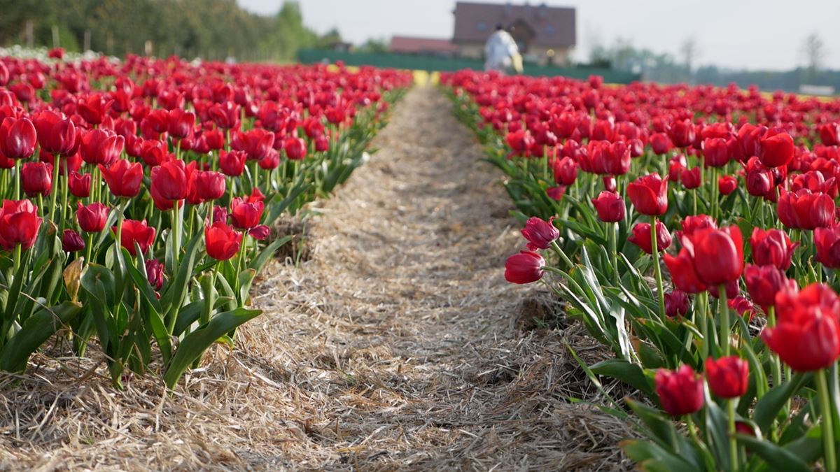 tulipany chrzypsko wielkie - Kacper Witt