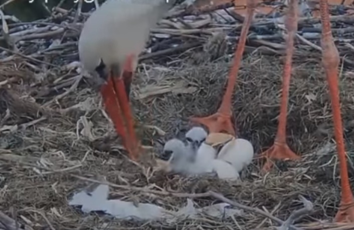 bociany przygodzice - bociany.przygodzice.pl