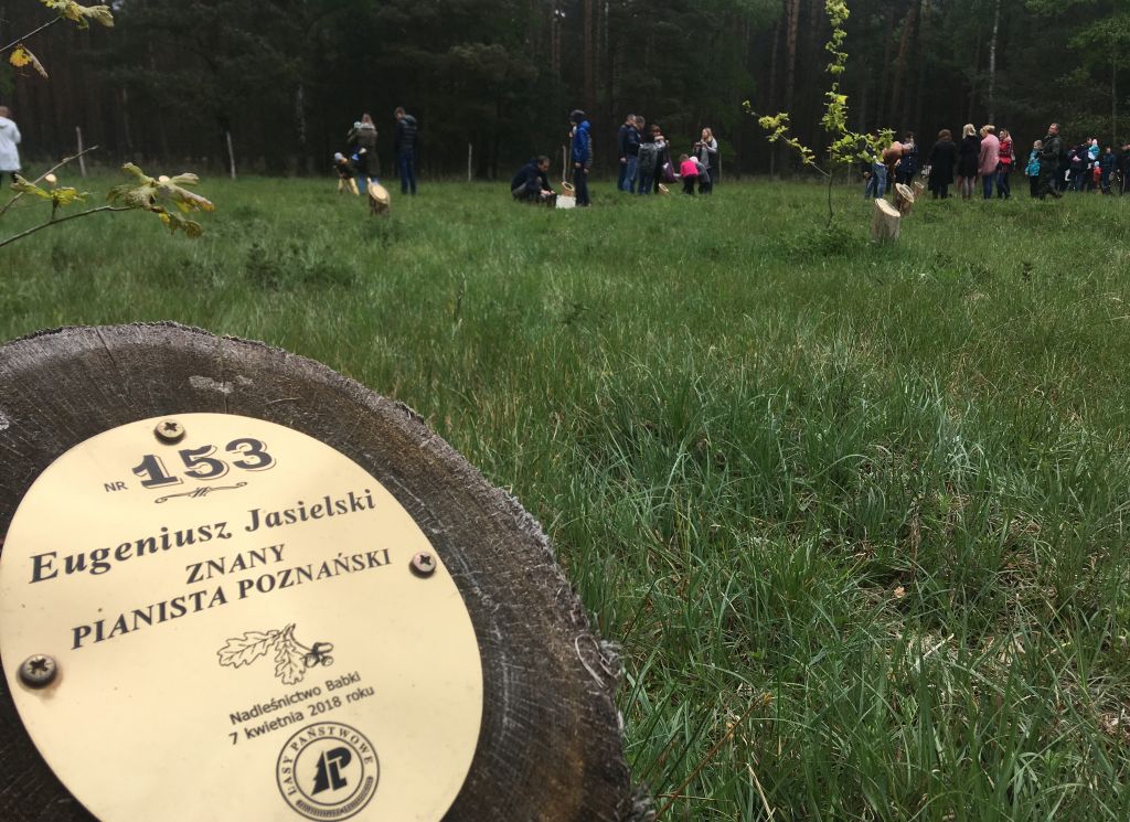 zwola dęby sadzenie lasu - Rafał Regulski