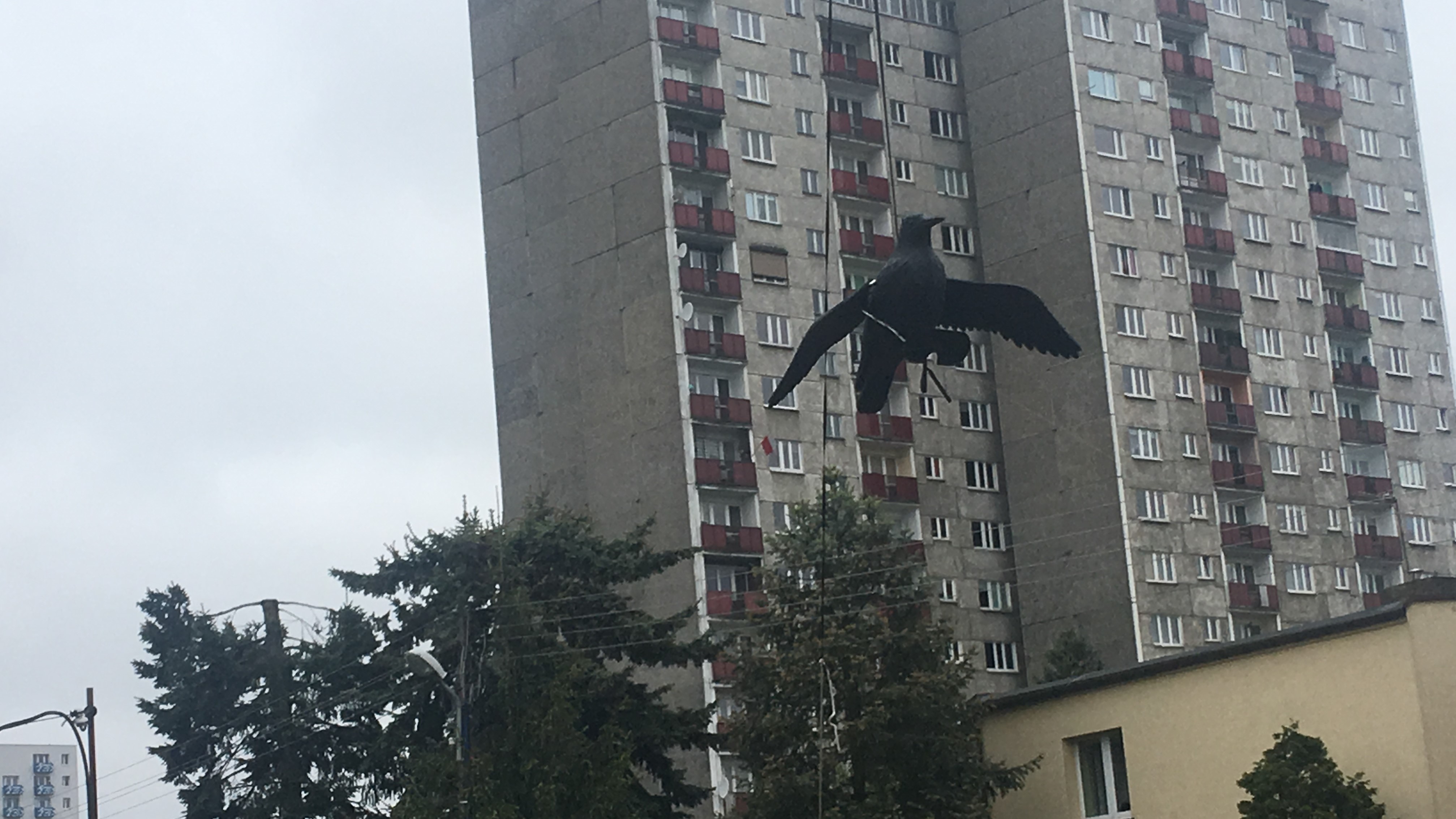 jerzyki  - Piotr Jaśkowiak - radio poznań