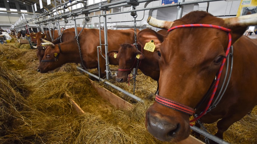 ę Narodowa Wystawa Zwierząt Hodowlanych zwierzęta mtp - Wojtek Wardejn