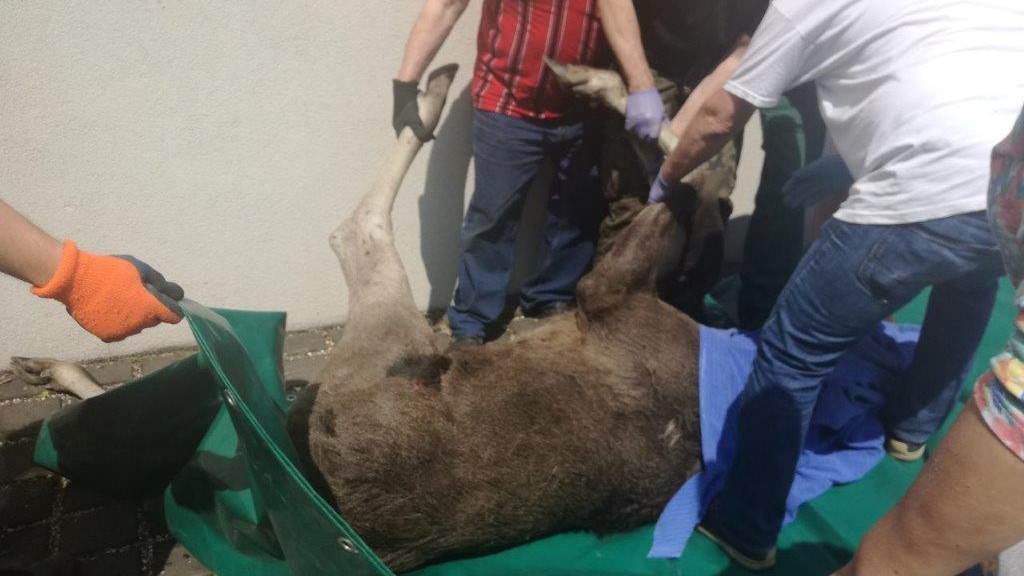 Straż Miejska Poznąń 