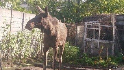 Straż Miejska Poznąń 