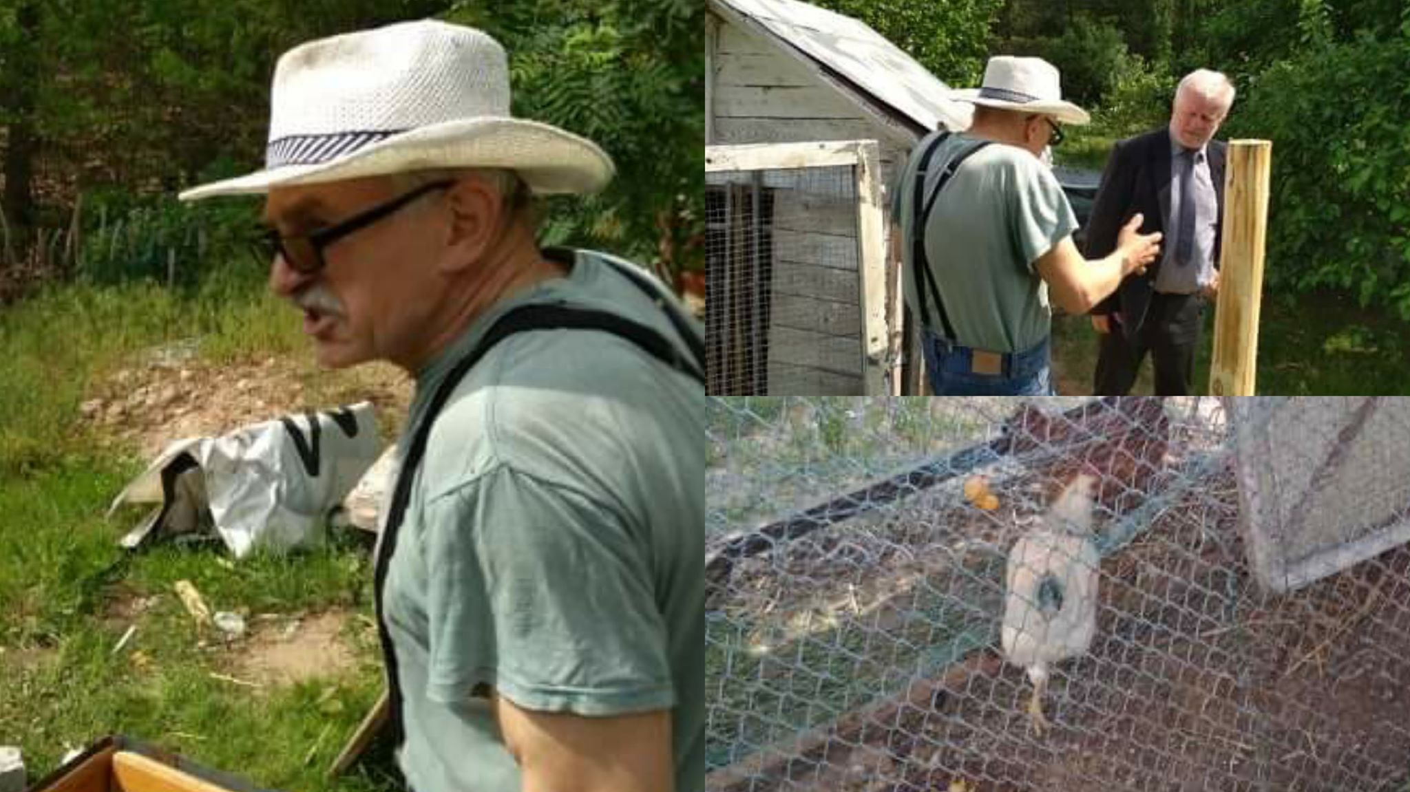 wilki kaczory atak kury deska - Rada Sołecka Kaczory