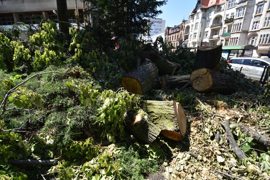 wycinka drzew ulica grunwaldzka ścieżka rowerowa - Wojtek Wardejn