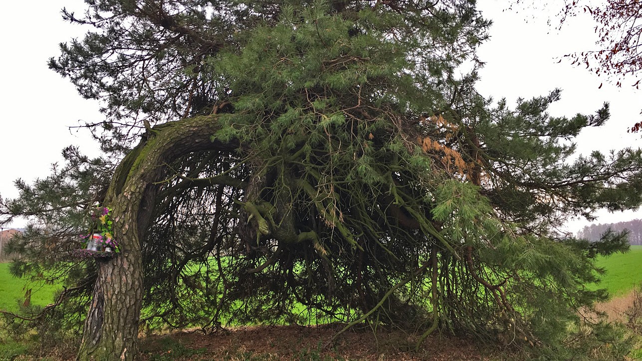 Krzywa Sosna Szubienica z Oszczeklina - www.drzeworoku.pl