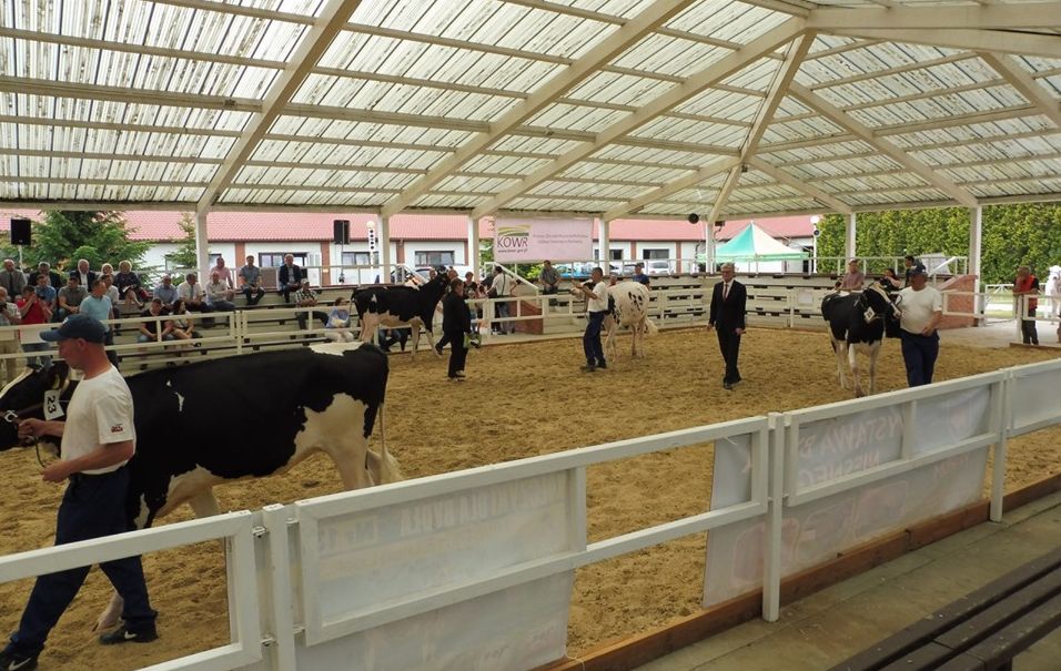 sielinko wystawa krowy - WODR Poznań