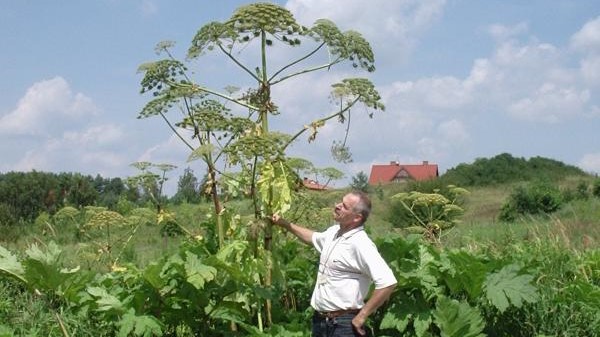 barsz sosnowskiego w czerwonaku  - czerwonak.pl