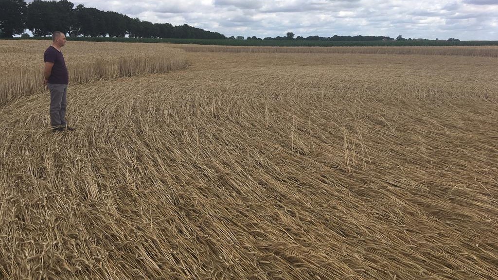 kręgi w zbożu orchowo - Sławomir Zasadzki