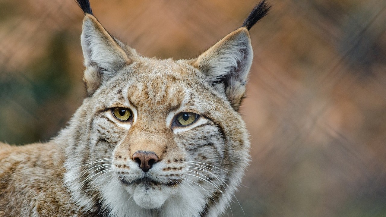 ryś rysie stobnica - pixabay