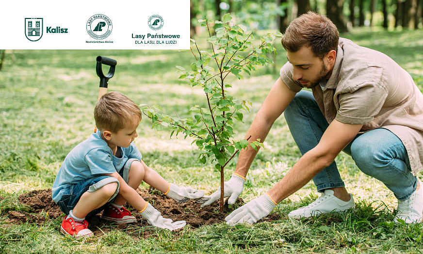 Kalisz drzewo noworodki - Kalisz.pl
