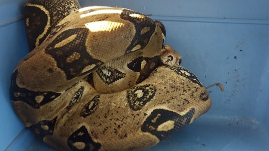 boa dusiciel na piątkowie - Straż Miejska Miasta Poznania