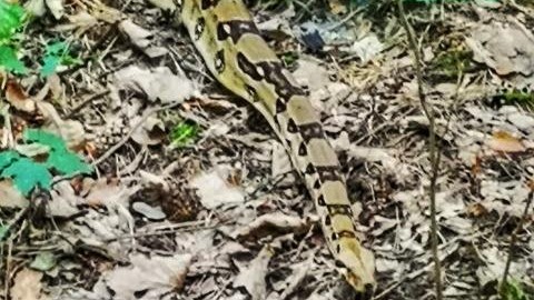 Straż Miejska Miasta Poznania