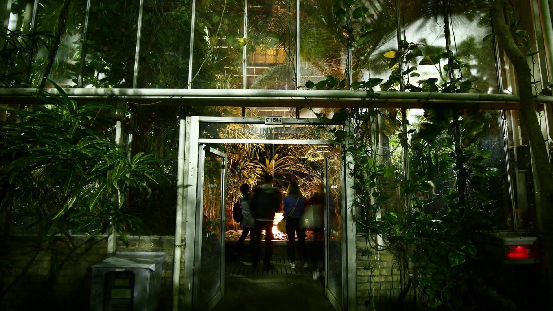 palmiarnia nocą - UMP