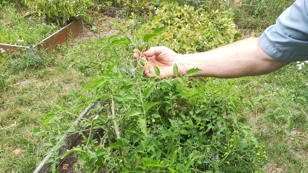 ogród dla każdego darmowy kolektyw kapielisko park kasprowicza - Sandra Soluk