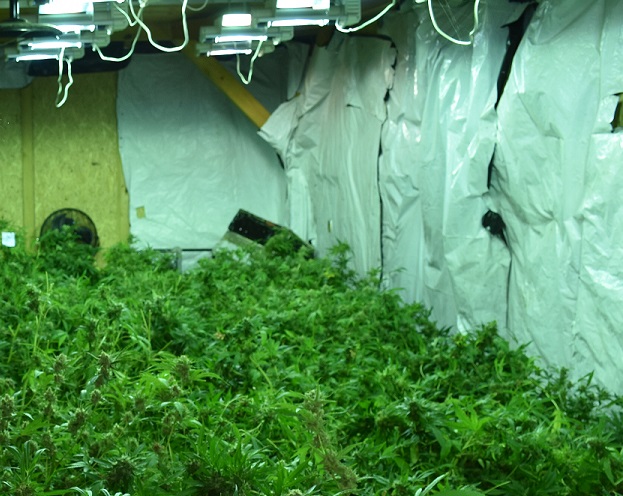 plantacja konopi kłecko - KPP Gniezno