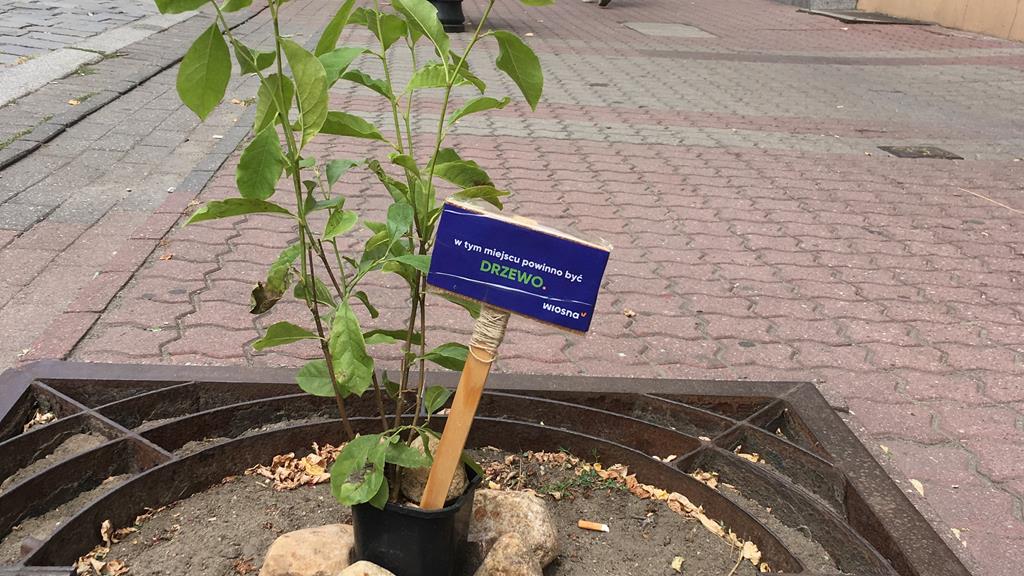 happening wiosna gniezno sadzenie drzew - Rafał Muniak