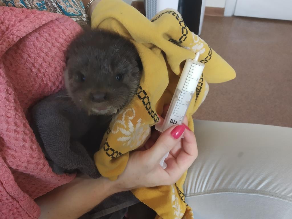 wydra piłka piła urząd - Urząd Miasta Piła