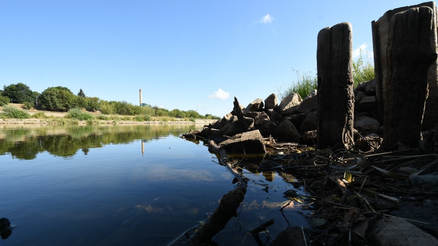 Płytka Warta - Wojciech Wardejn