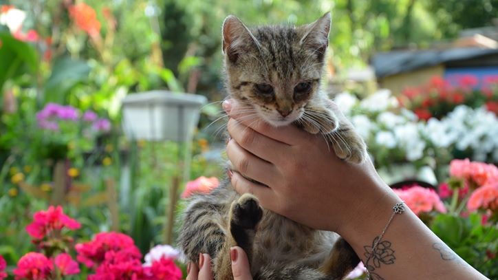 Koty pani Eli - Agata Wojdecka